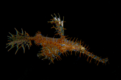 ornate ghost pipefish by Matt Weiss ornate ghost pipefish by Matt Weiss
