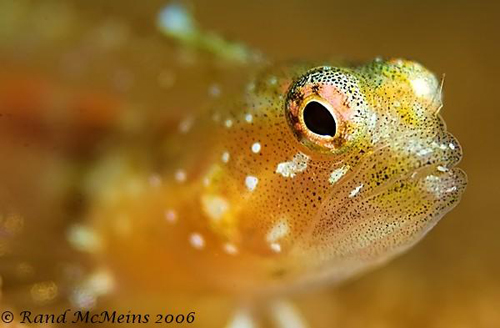 Underwater Super Macro Goby - Rand McMeins Underwater Super Macro Goby - Rand McMeins