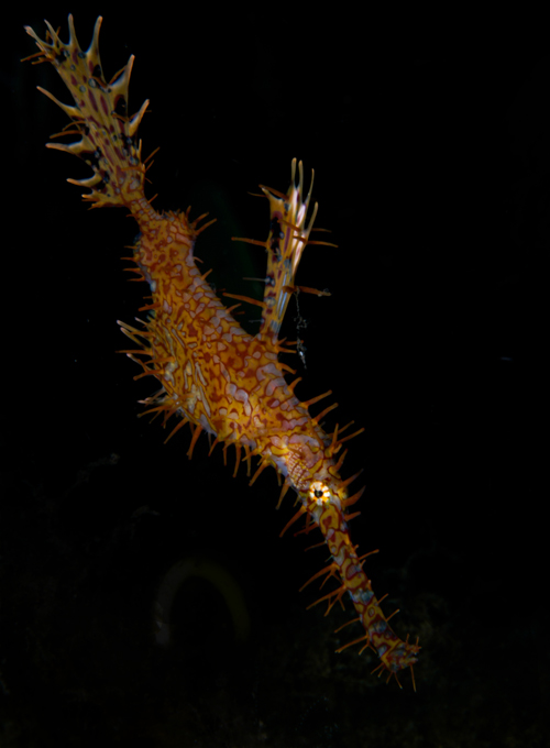 ornate ghost pipefish by Matt Weiss ornate ghost pipefish by Matt Weiss