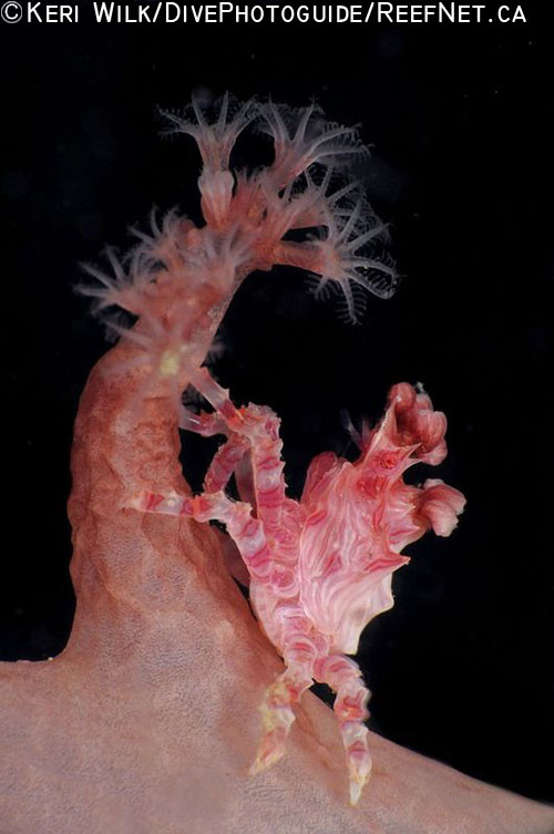 Underwater Super Macro Soft Coral Crab - Keri Wilk Underwater Super Macro Soft Coral Crab - Keri Wilk