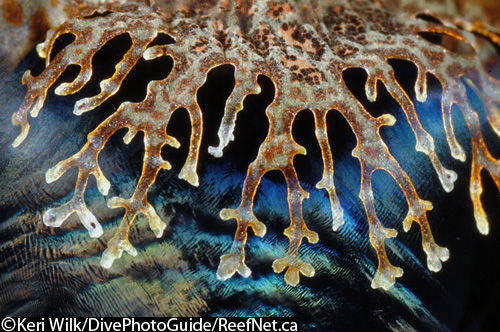 Crocodile fish underwater photograph Crocodile fish underwater photograph