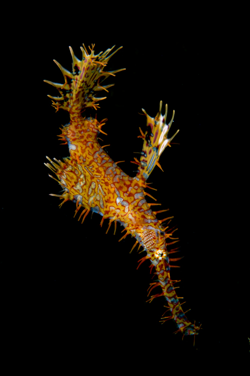 ghost pipefish in s-curve by Matt Weiss ghost pipefish in s-curve by Matt Weiss