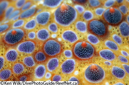 Echinoderm abstract skin Echinoderm abstract skin