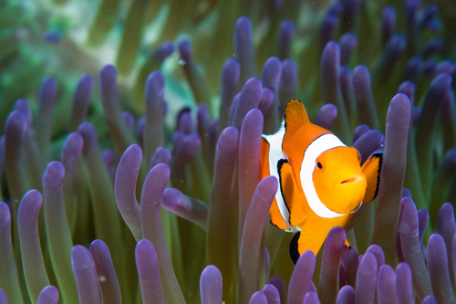 clownfish underwater photograph by Matt Weiss clownfish underwater photograph by Matt Weiss