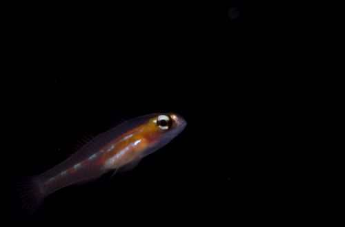 fish underwater photography by Matt Weiss fish underwater photography by Matt Weiss