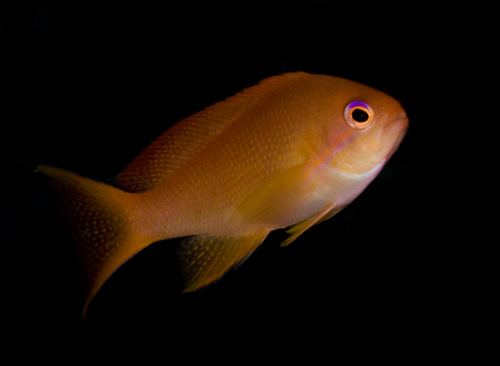 anthias with black background underwater photograph by Matt Weiss anthias with black background underwater photograph by Matt Weiss