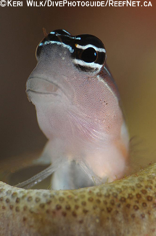 Super Macro Underwater Photography Guide - Keri Wilk Super Macro Underwater Photography Guide - Keri Wilk