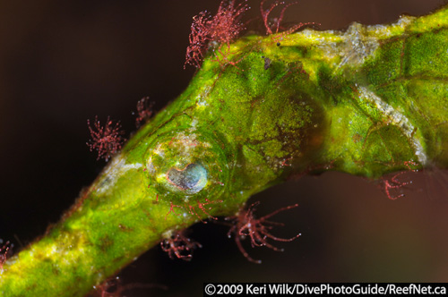 Underwater super macro pipefish Underwater super macro pipefish