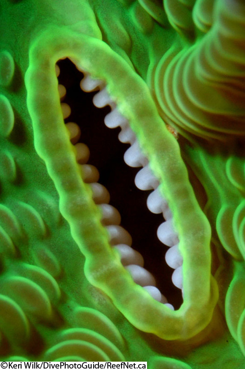 Abstract underwater photograph of coral Abstract underwater photograph of coral