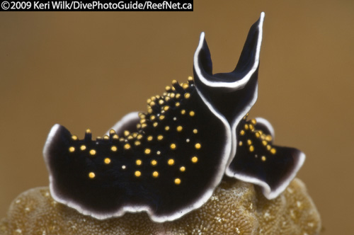 Underwater super macro flat worm Underwater super macro flat worm