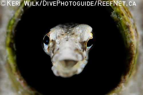 Underwater Super Macro Blenny - Keri Wilk Underwater Super Macro Blenny - Keri Wilk