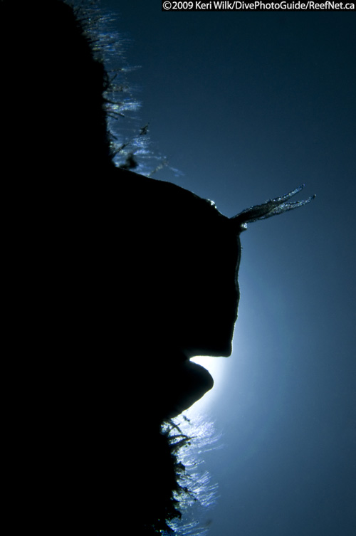 Underwater photography back lighting example Underwater photography back lighting example