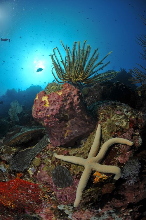 underwater wide angle photo underwater wide angle photo